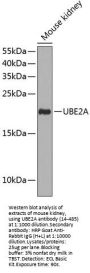 UBE2A Antibody