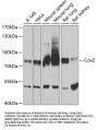 Cox2 Antibody