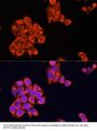 Cox2 Antibody