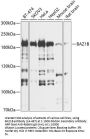 BAZ1B Antibody