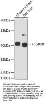 FCGR2B Antibody