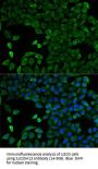 SLC25A13 Antibody