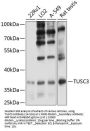 TUSC3 Antibody