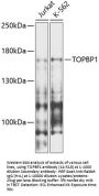 TOPBP1 Antibody