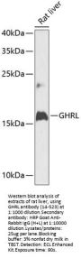 GHRL Antibody