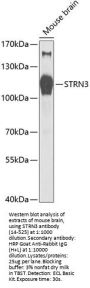 STRN3 Antibody