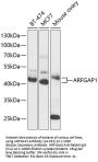 ARFGAP1 Antibody