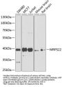 MRPS22 Antibody