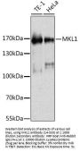 MKL1 Antibody