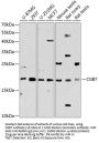 CGB7 Antibody