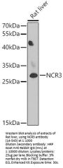 NCR3 Antibody