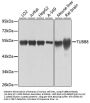 TUBB8 Antibody