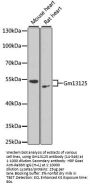 Gm13125 Antibody
