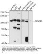 ADGRD1 Antibody