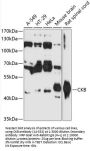 CKB Antibody