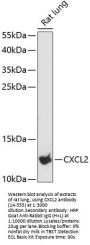 CXCL2 Antibody