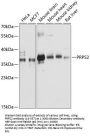 PRPS2 Antibody