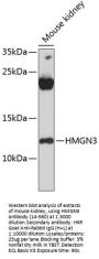 HMGN3 Antibody