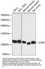 LGR4 Antibody