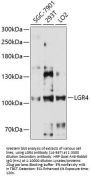 LGR4 Antibody
