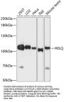 HEL308 Antibody