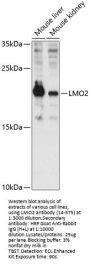 LMO2 Antibody