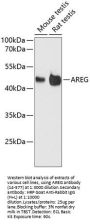 AREG Antibody