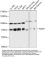 FOXP1 Antibody