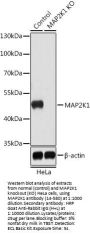 MAP2K1 Antibody, KO Validated