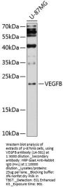VEGFB Antibody