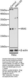 KRAS Antibody, KO Validated