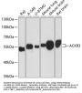 ACKR3 Antibody