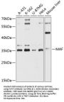 MAF Antibody