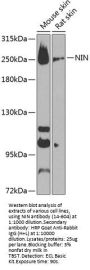 NIN Antibody