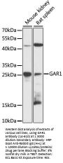 GAR1 Antibody