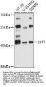 SYT7 Antibody