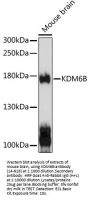 Kdm6b Antibody