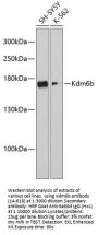 Kdm6b Antibody