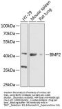 BMP2 Antibody