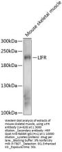 LIFR Antibody