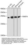 RAB7A Antibody