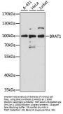 BRAT1 Antibody