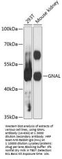 GNAL Antibody