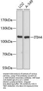 ITIH4 Antibody