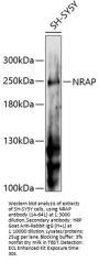 NRAP Antibody