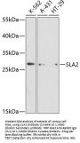 SLA2 Antibody