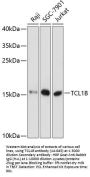 TCL1B Antibody