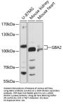 GBA2 Antibody