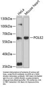 POLE2 Antibody