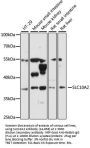 SLC10A2 Antibody